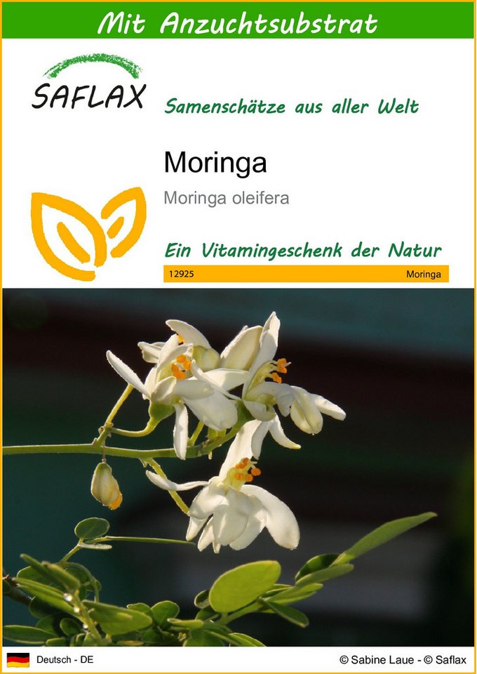 SAFLAX Blumensamen SAFLAX - Samen und Substrat - Moringa Bild 4