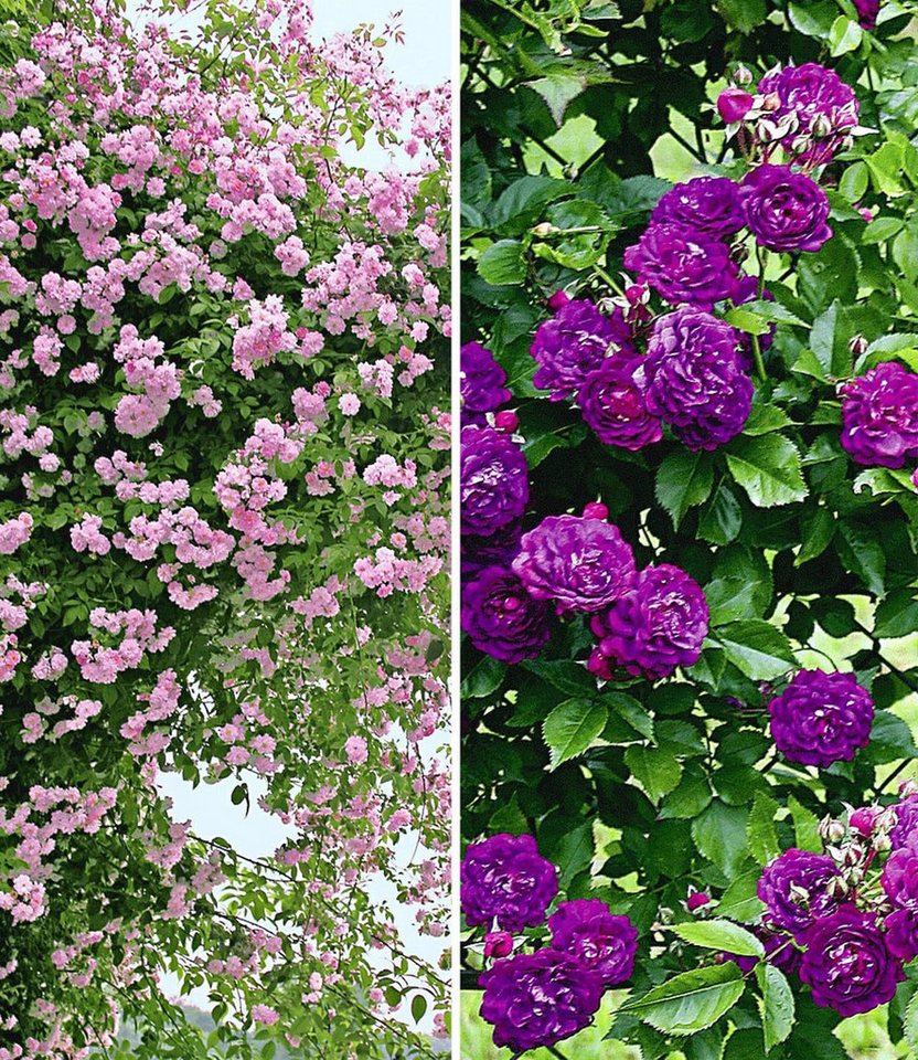 BALDUR Garten Rose Rambler-Rosen-Kollektion blau und rosa, 2 St., Schnellwachsend, winterhart, duftend, pflegeleicht