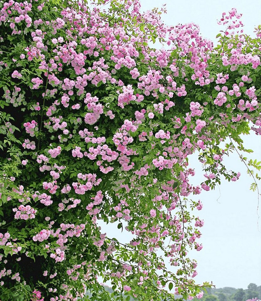 BALDUR Garten Rose Rambler-Rosen-Kollektion blau und rosa, 2 St., Schnellwachsend, winterhart, duftend, pflegeleicht Bild 2