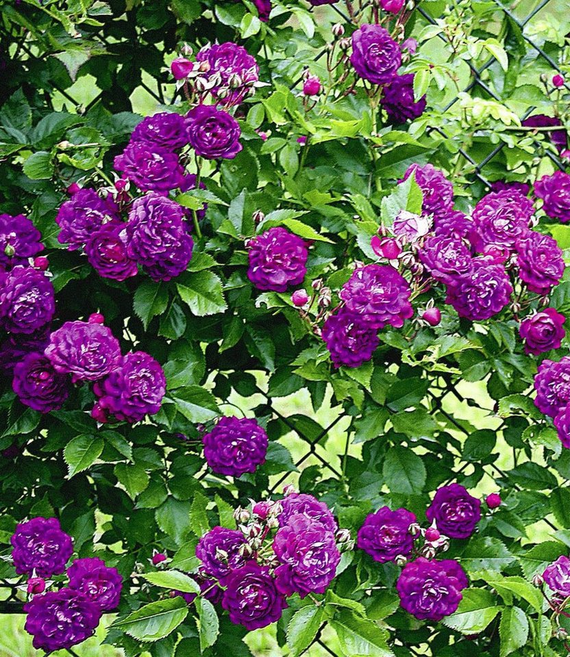 BALDUR Garten Rose Rambler-Rosen-Kollektion blau und rosa, 2 St., Schnellwachsend, winterhart, duftend, pflegeleicht Bild 3