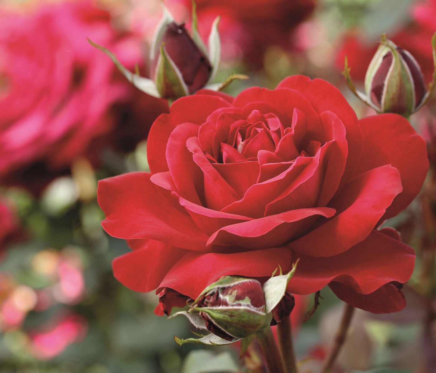 Dehner Rose Edelrose Störtebeker®, 15-30 cm, gefüllt/duftend, rote Blüten, gefüllt und duftend, Züchter Tantau