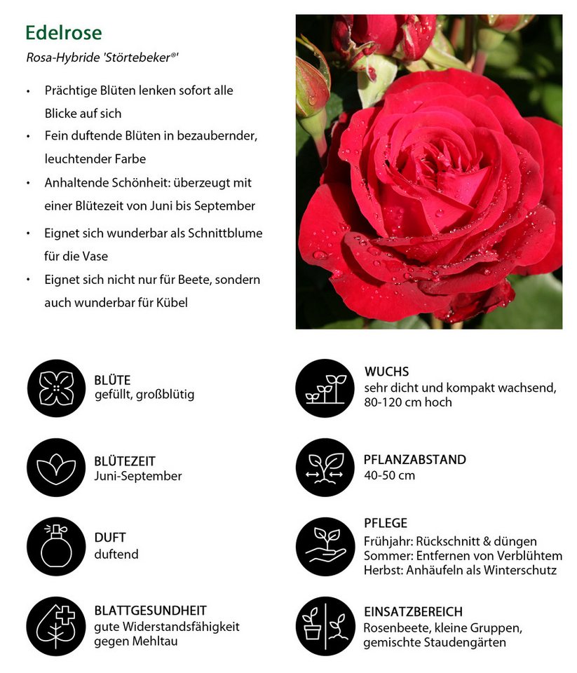Dehner Rose Edelrose Störtebeker®, 15-30 cm, gefüllt/duftend, rote Blüten, gefüllt und duftend, Züchter Tantau Bild 2