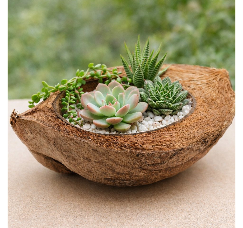 NaDeco Bastelnaturmaterial Kokosnuss halbiert im Längsschnitt ca.15-20cm Kokosschale