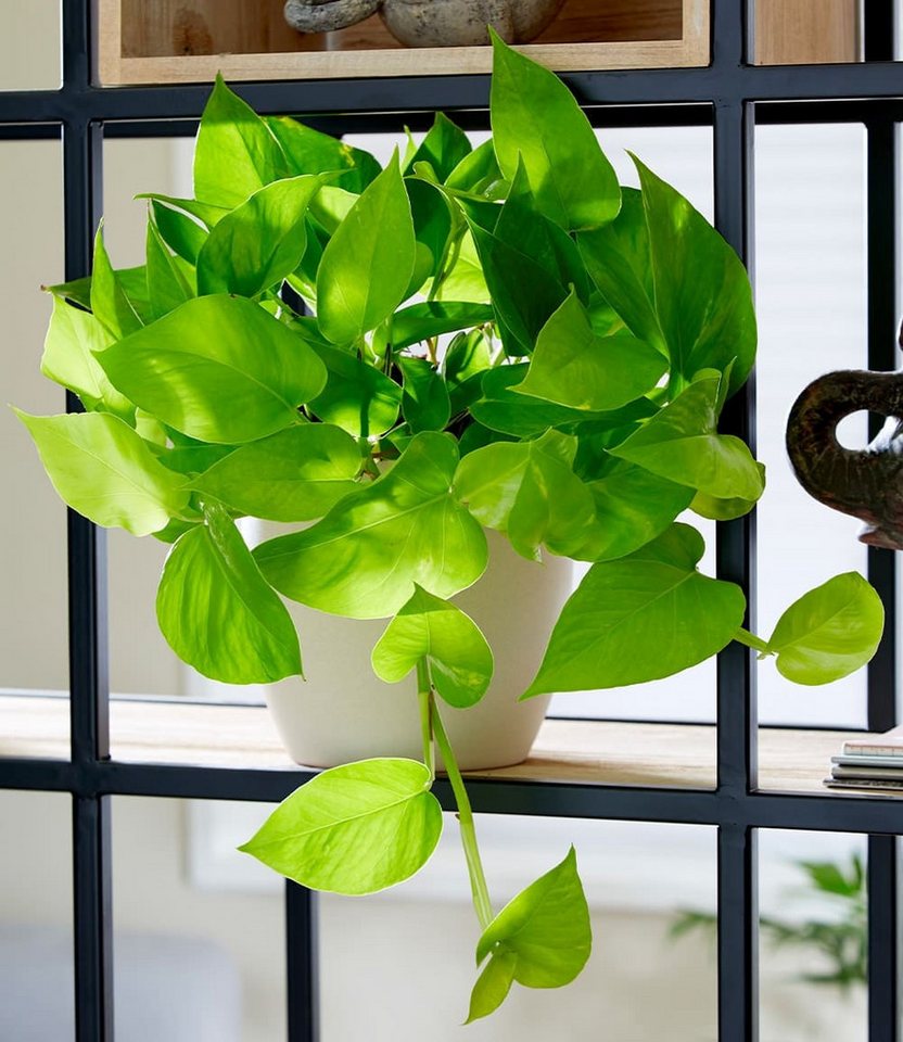 BALDUR Garten Zimmerpflanze Efeutute 'Golden Pothos', 1 St., Büropflanze, pflegeleicht