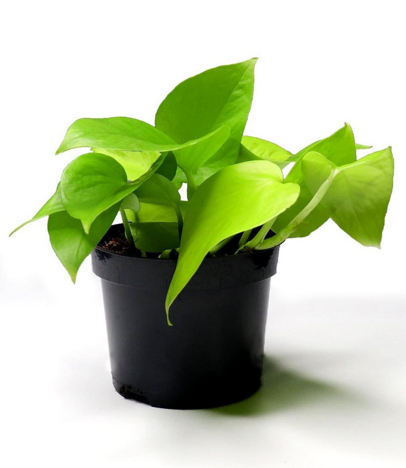 BALDUR Garten Zimmerpflanze Efeutute 'Golden Pothos', 1 St., Büropflanze, pflegeleicht Bild 2