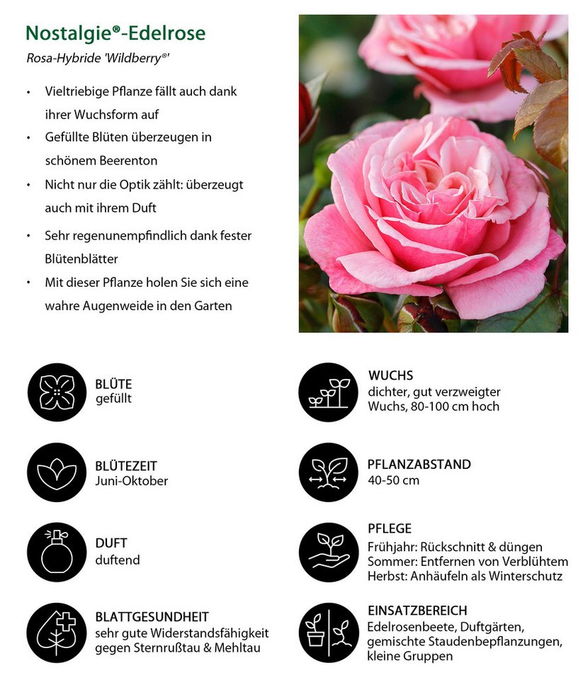 Dehner Rose Nostalgie® - Edelrose Wildberry®, 20-30 cm, rosa-pinke Blüten, gefüllt und duftend, 20-30 cm, Züchter Tantau Bild 2