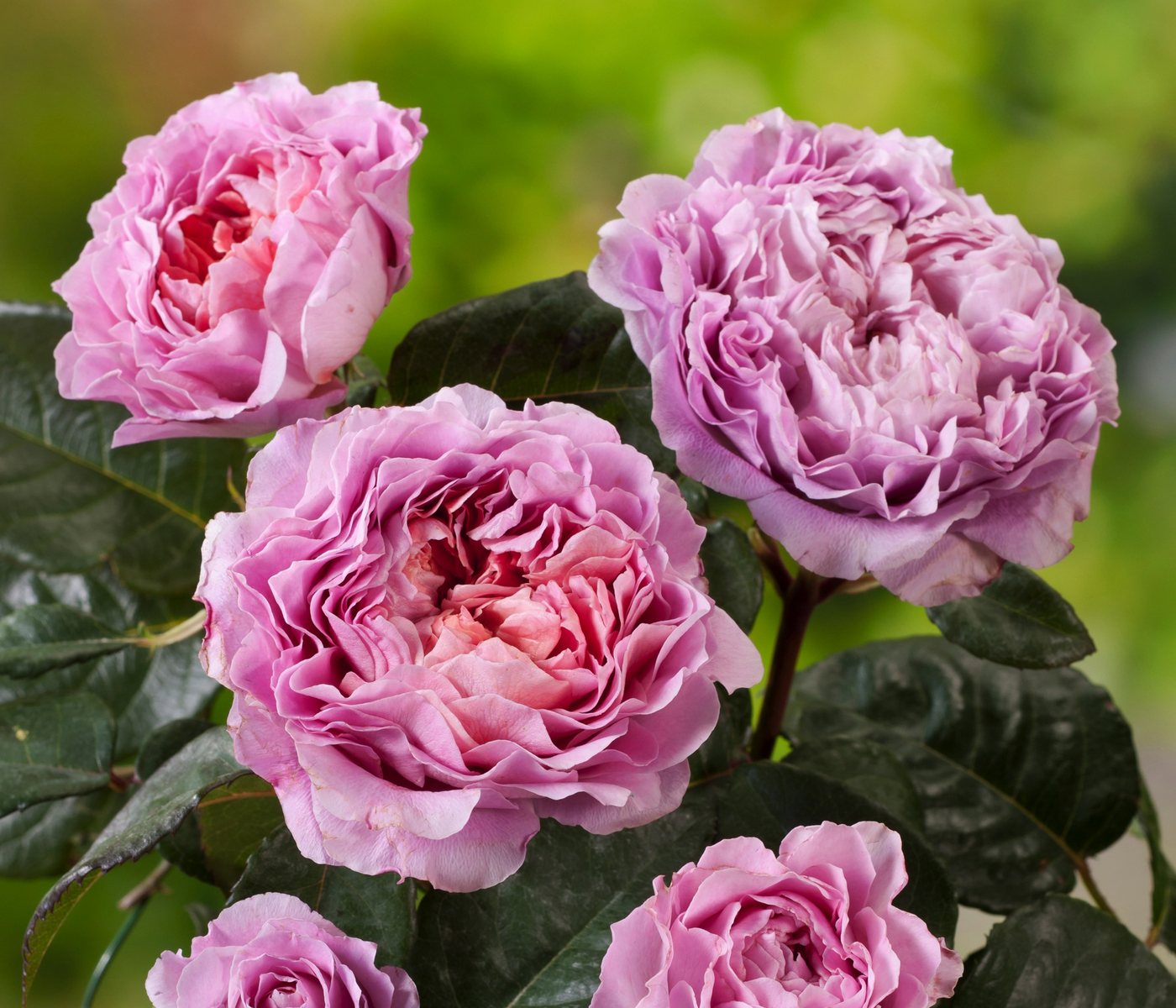 Dehner Rose Nostalgie®-Edelrose Eisvogel®, lavendel-farben, Züchter Tantau, Rose mit duftenden und gefüllten Blüten
