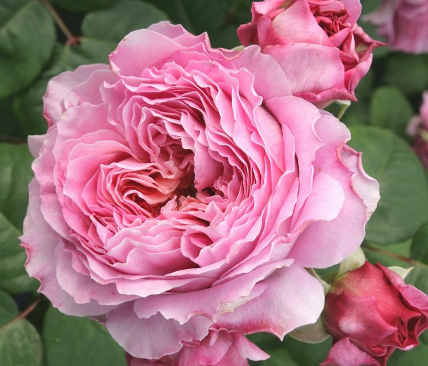 Dehner Rose Nostalgie®-Edelrose Eisvogel®, lavendel-farben, Züchter Tantau, Rose mit duftenden und gefüllten Blüten Bild 2