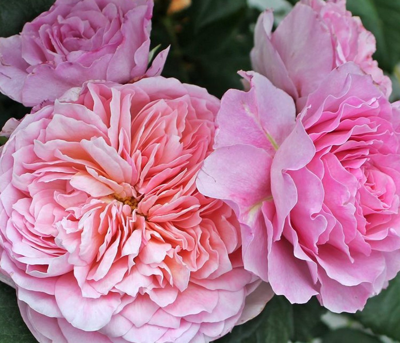 Dehner Rose Nostalgie®-Edelrose Eisvogel®, lavendel-farben, Züchter Tantau, Rose mit duftenden und gefüllten Blüten Bild 3