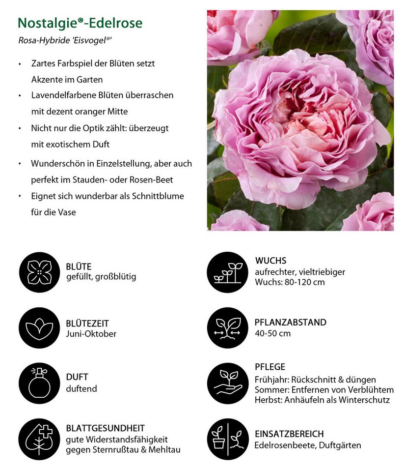 Dehner Rose Nostalgie®-Edelrose Eisvogel®, lavendel-farben, Züchter Tantau, Rose mit duftenden und gefüllten Blüten Bild 4