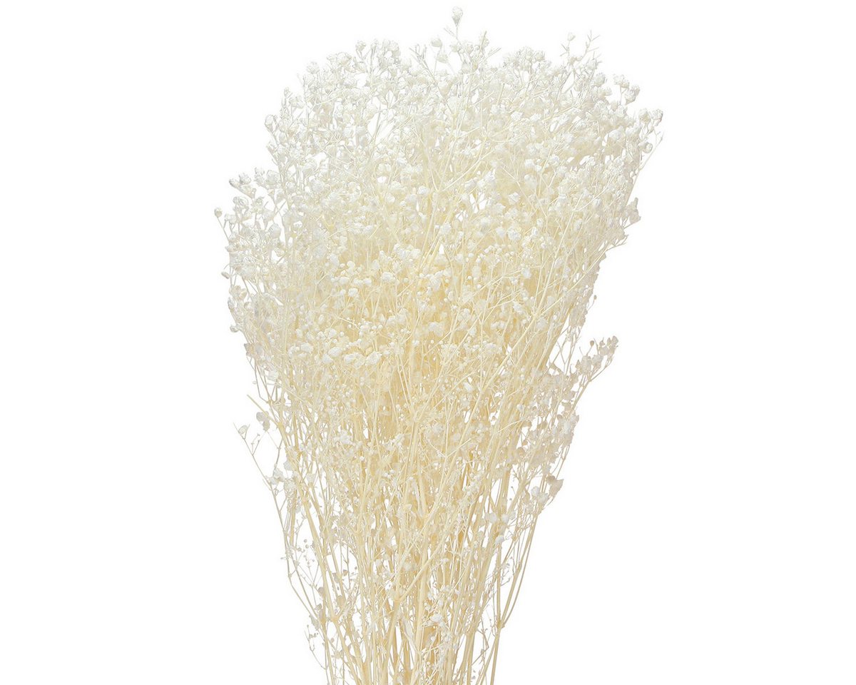 Florists Products Bastelnaturmaterial Schleierkraut Creme Weiß Trockenblumen Deko 65-70cm