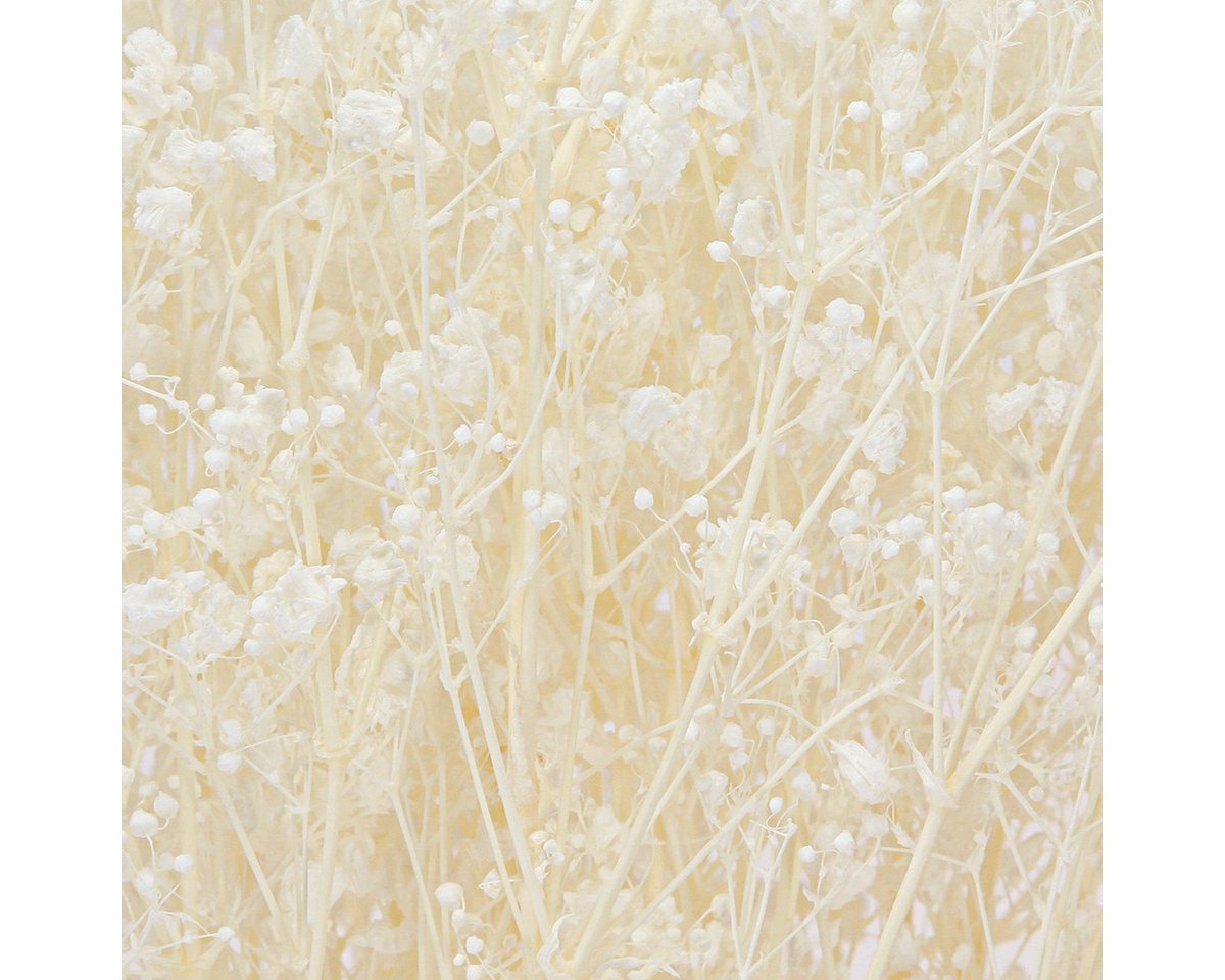 Florists Products Bastelnaturmaterial Schleierkraut Creme Weiß Trockenblumen Deko 65-70cm Bild 2
