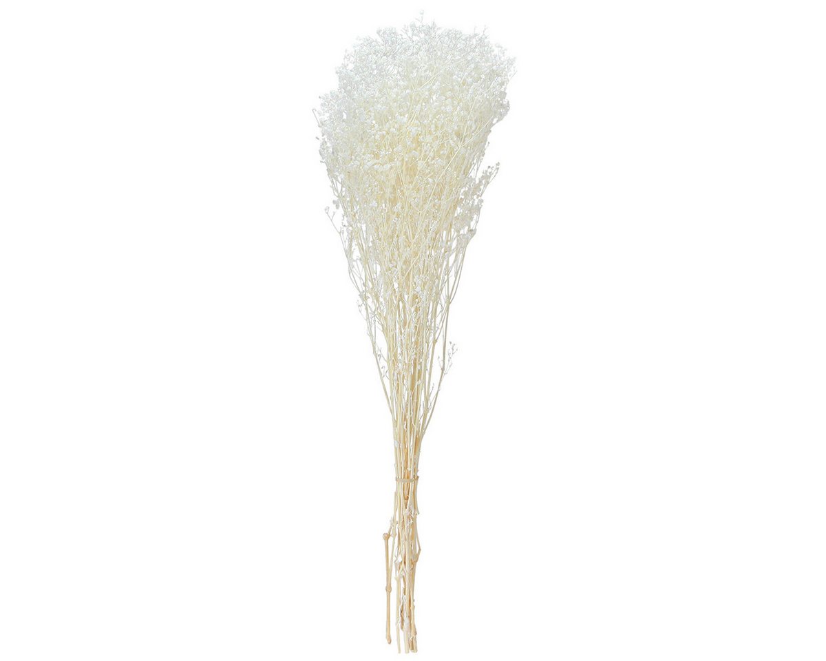 Florists Products Bastelnaturmaterial Schleierkraut Creme Weiß Trockenblumen Deko 65-70cm Bild 3