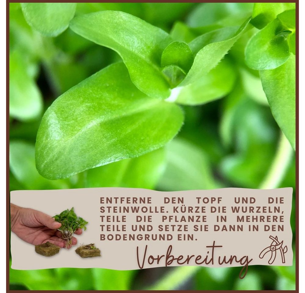 Aquaone Wasserpflanze Aquariumpflanze Echinodorus 'Indian Red' Nr.371R Bild 3