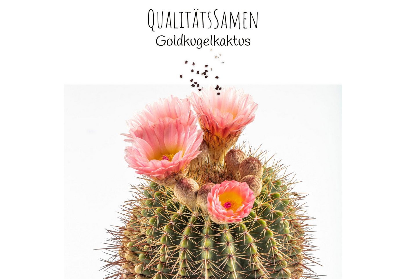HappySeed Blumensamen Goldkugelkaktus Samen - Echinocactus Grusonii (Kakteen), Kakteen