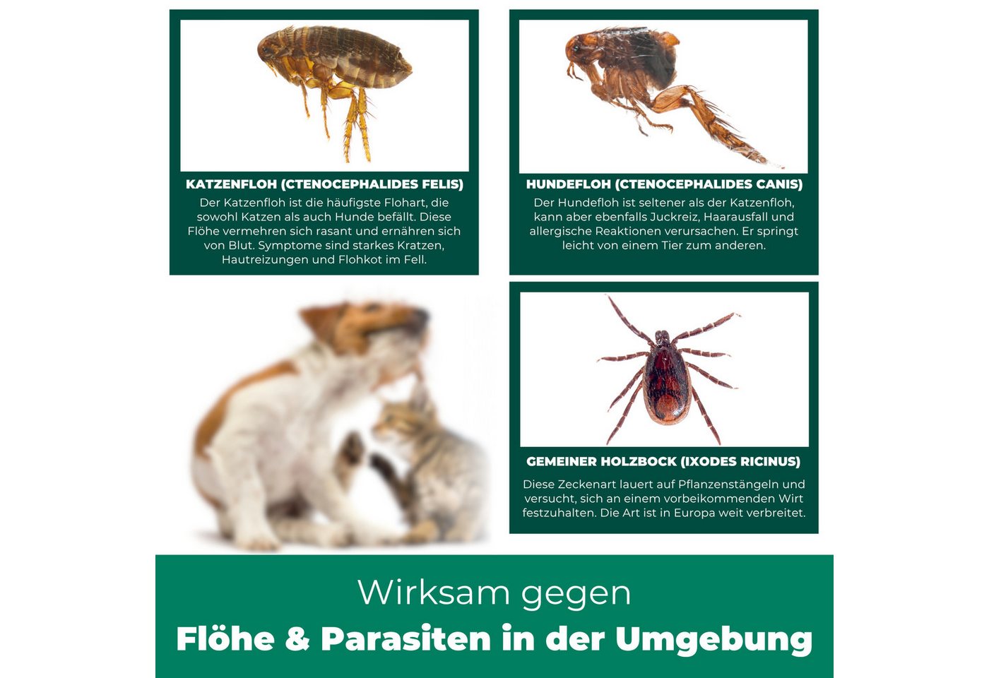 Silberkraft Insektenspray Flohspray Textil & Umgebung 500 ml inkl. E-Book, Als Umgebungsspray: gezielte Anwendung für eine flohfreie Umgebung, 2-St., Inklusive E-Book mit Tipps zur Vorbeugung & Bekämpfung von Flohbefall, Abwehr von Flöhen in der Umgebung: Textilien, Schlafplätze & Wohnräume Bild 5