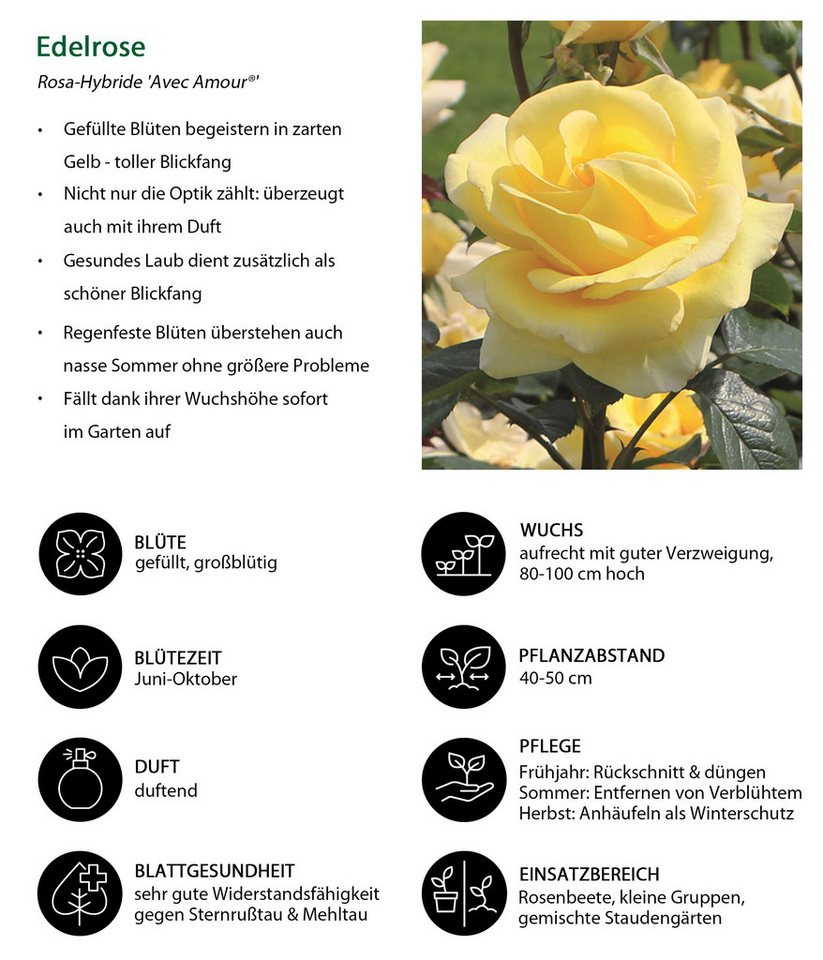 Dehner Rose Edelrose Avec Amour®, gelbe Blüten, 15-30 cm, intensiv duftend, 4 l Topf, Züchter Tantau