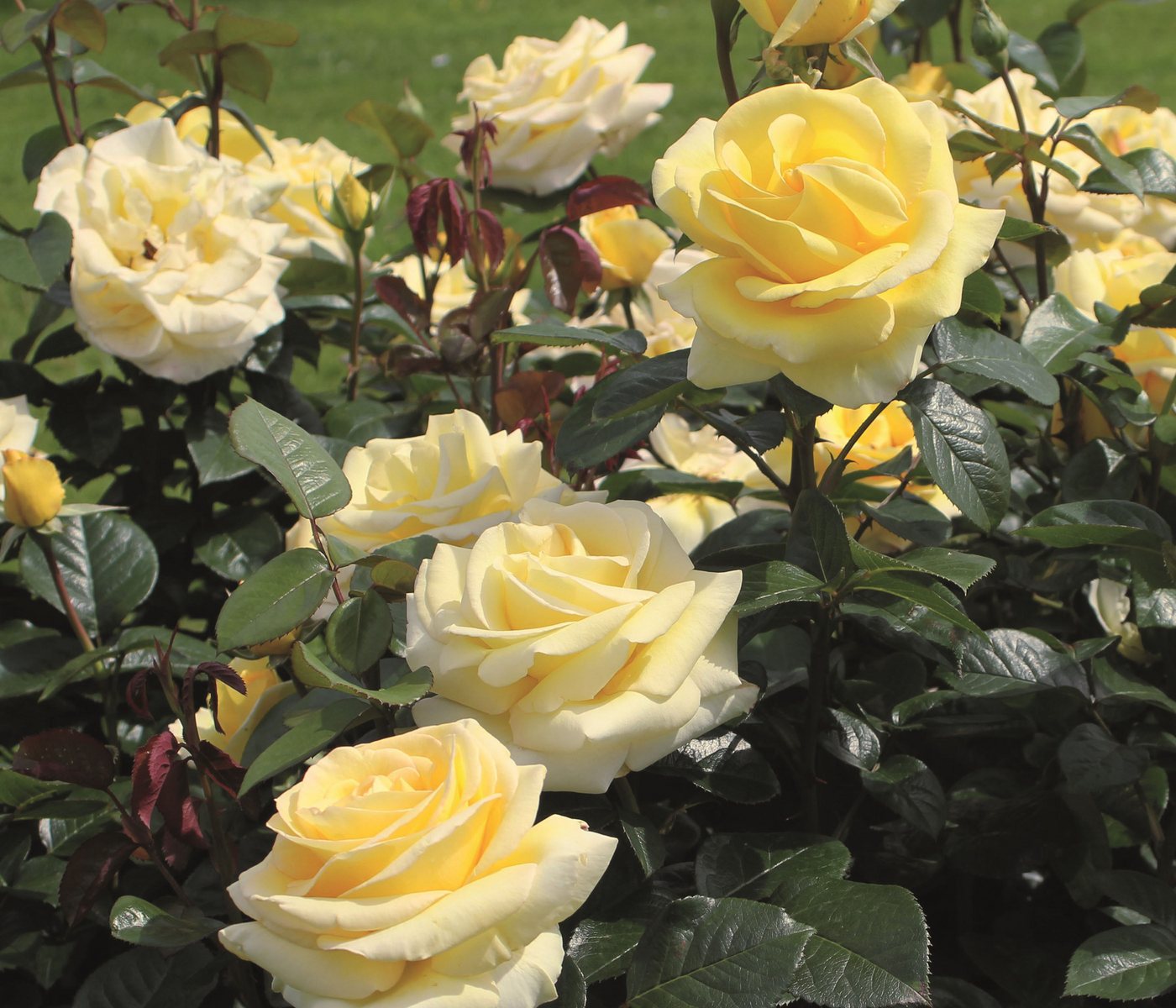 Dehner Rose Edelrose Avec Amour®, gelbe Blüten, 15-30 cm, intensiv duftend, 4 l Topf, Züchter Tantau Bild 2