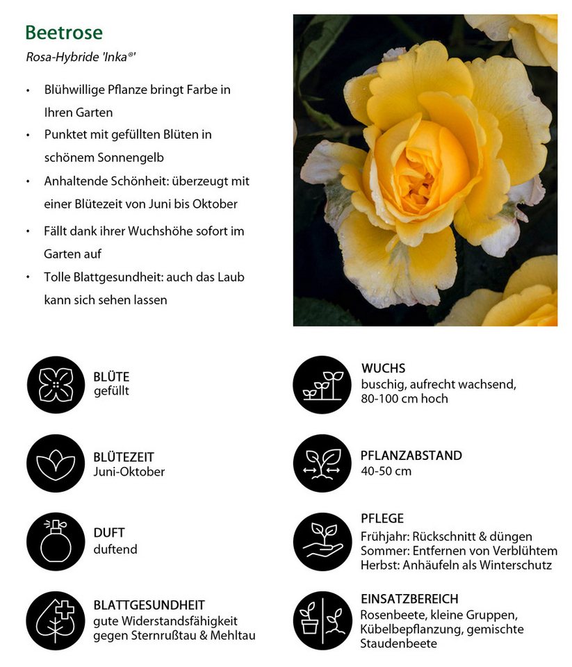 Dehner Rose Beetrose Inka®, 15-30 cm, gefüllt und duftend, malerisch gefüllte gelbe Blüten, Züchter Tantau Bild 2