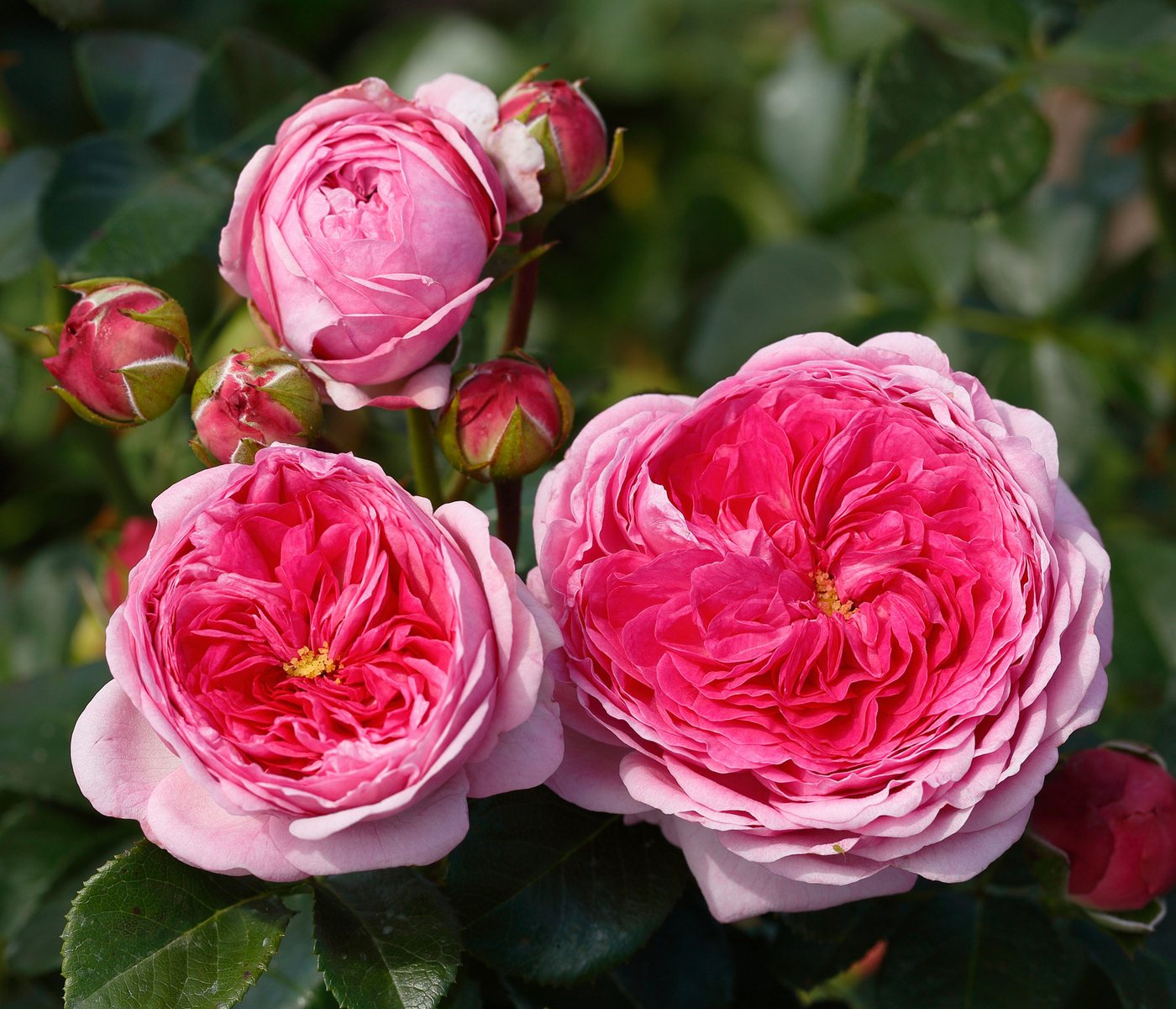 Dehner Rose Nostalgie®-Edelrose Modern Art®, 15-30 cm, duftend, 6 l Topf, rosa-pinke Blüten, gefüllt und duftend, Züchter Tantau
