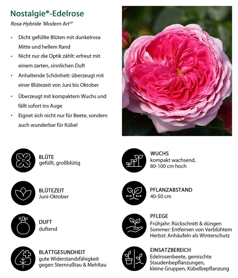 Dehner Rose Nostalgie®-Edelrose Modern Art®, 15-30 cm, duftend, 6 l Topf, rosa-pinke Blüten, gefüllt und duftend, Züchter Tantau Bild 2