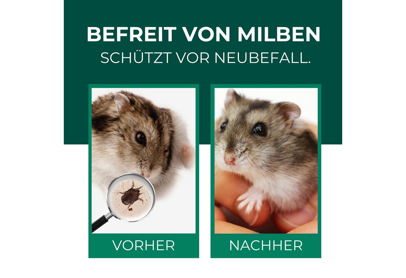 Silberkraft Insektenspray Milbenspray Hamster, Milbenmittel für Hamster, Meerschweinchen & Nager, 500 ml, Milbenmittel für Nager – Langzeitschutz für Hamster & Gehege, 1-St., Silberkraft Milbenspray – Sofortschutz für Nager, Made in Germany, hochwirksame Milbenabwehr für Fell & Käfig, Sofort- & Langzeitschutz
