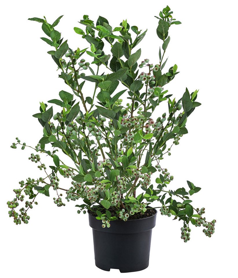 Dehner Obstpflanze Heidelbeere Blaubeere Goldtraube, Vaccinium corymbosum, buschig wachsender Beerenstrauch mit süß-aromatischen Früchten Bild 2