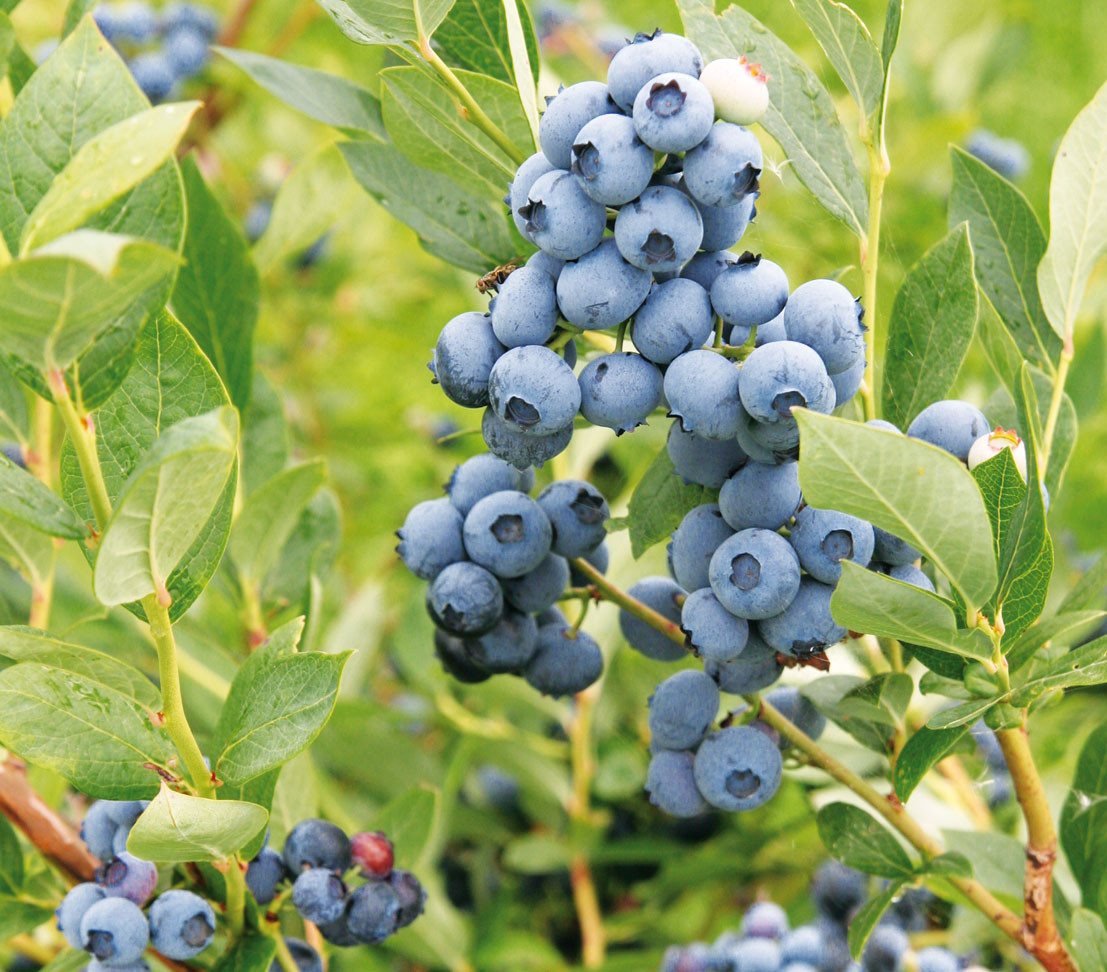 Dehner Obstpflanze Heidelbeere Blaubeere Goldtraube, Vaccinium corymbosum, buschig wachsender Beerenstrauch mit süß-aromatischen Früchten Bild 4