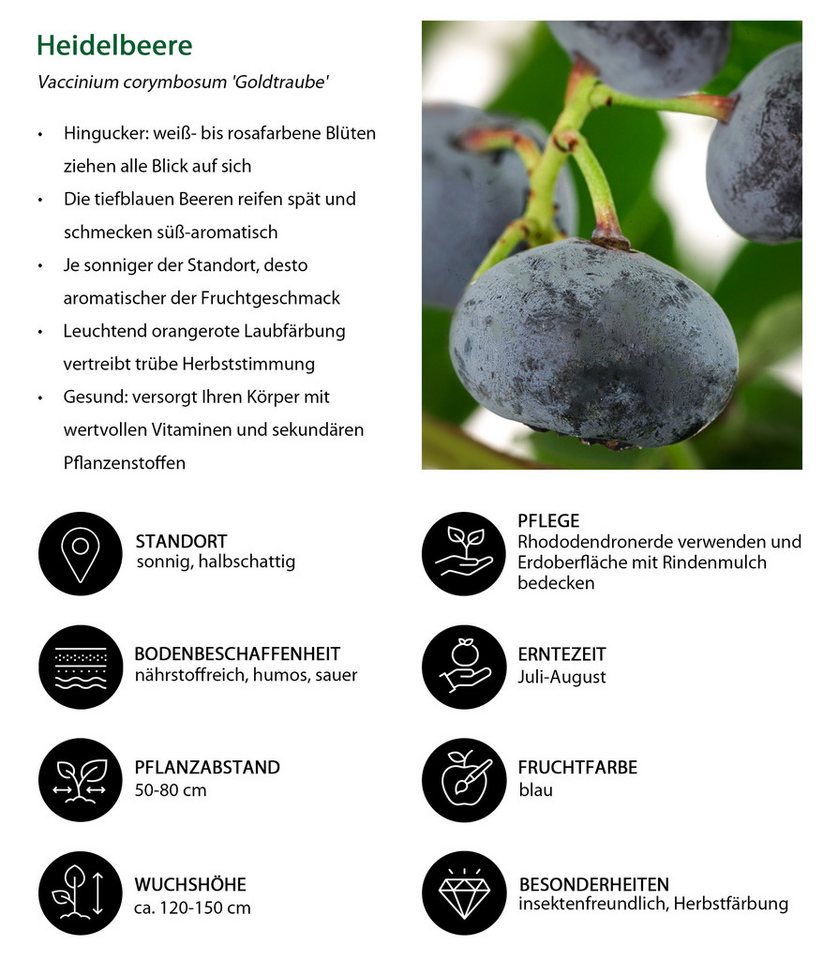 Dehner Obstpflanze Heidelbeere Blaubeere Goldtraube, Vaccinium corymbosum, buschig wachsender Beerenstrauch mit süß-aromatischen Früchten Bild 5