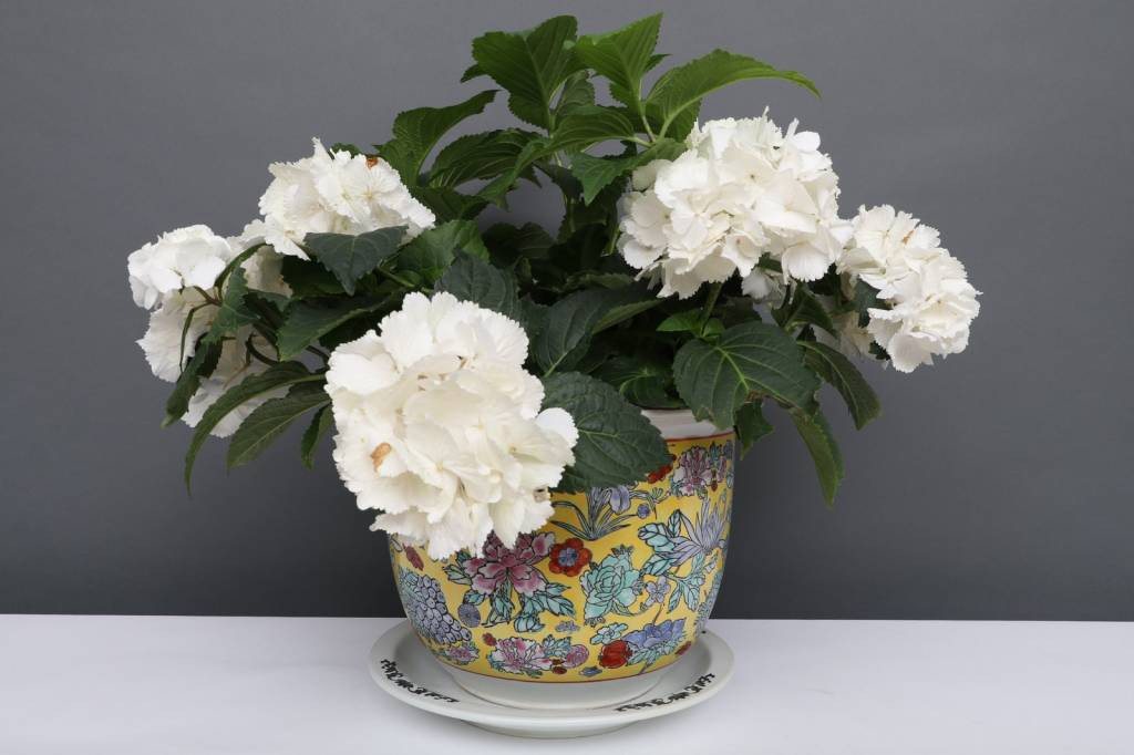 Yajutang Blumentopf Bild 3
