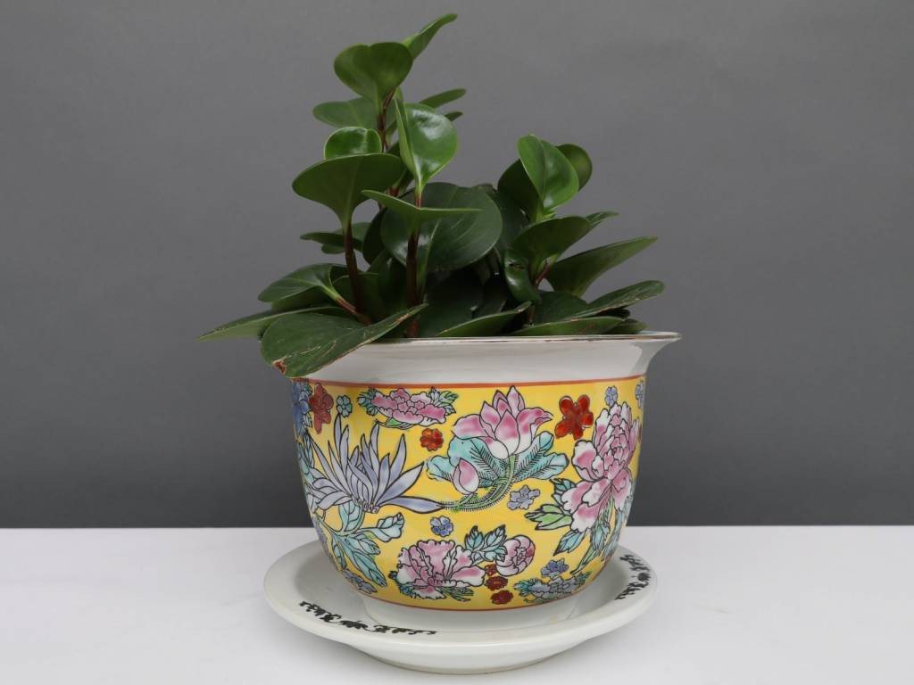 Yajutang Blumentopf Bild 5