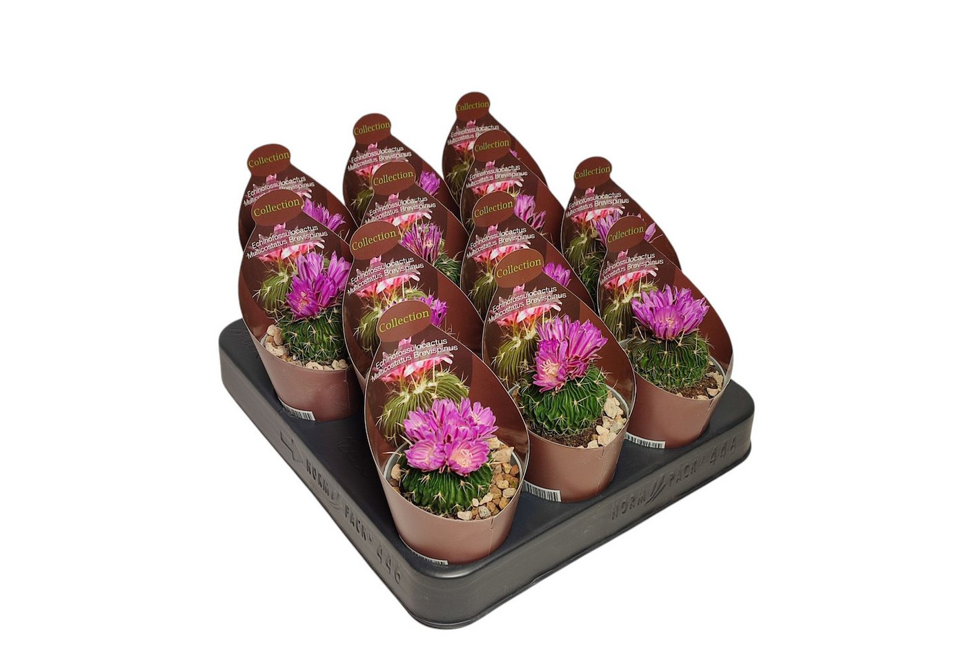 Exotenherz Kaktus Echinofossulocactus mult. brevispinus Rarität 6,5cm Topf