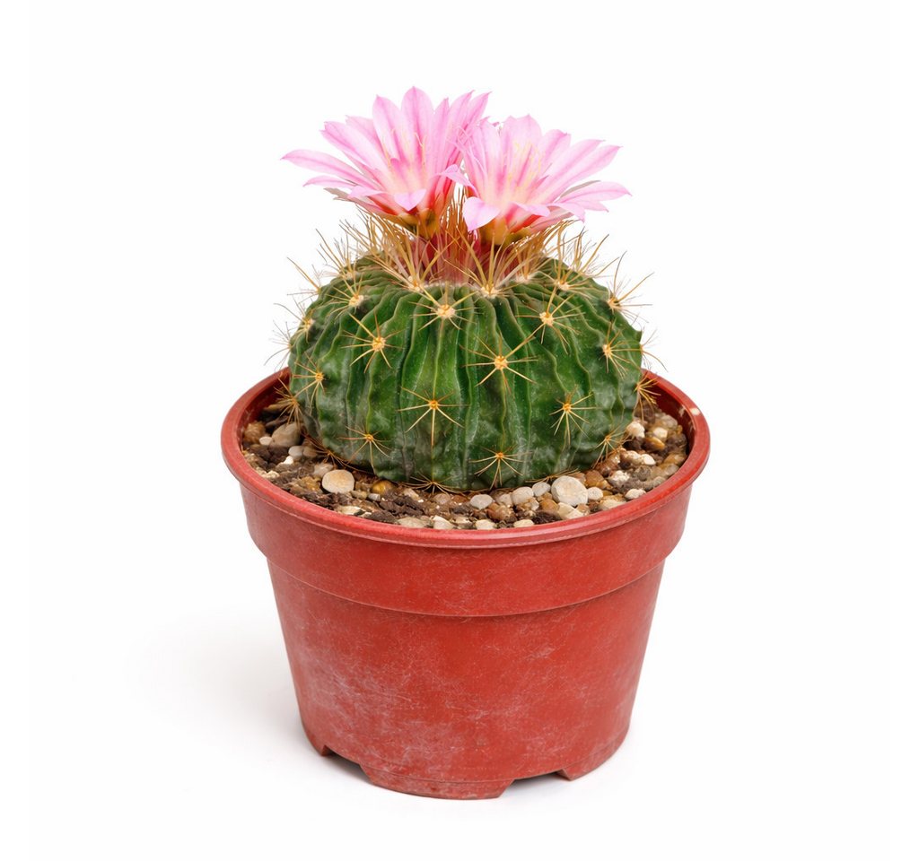 Exotenherz Kaktus Echinofossulocactus mult. brevispinus Rarität 6,5cm Topf Bild 2