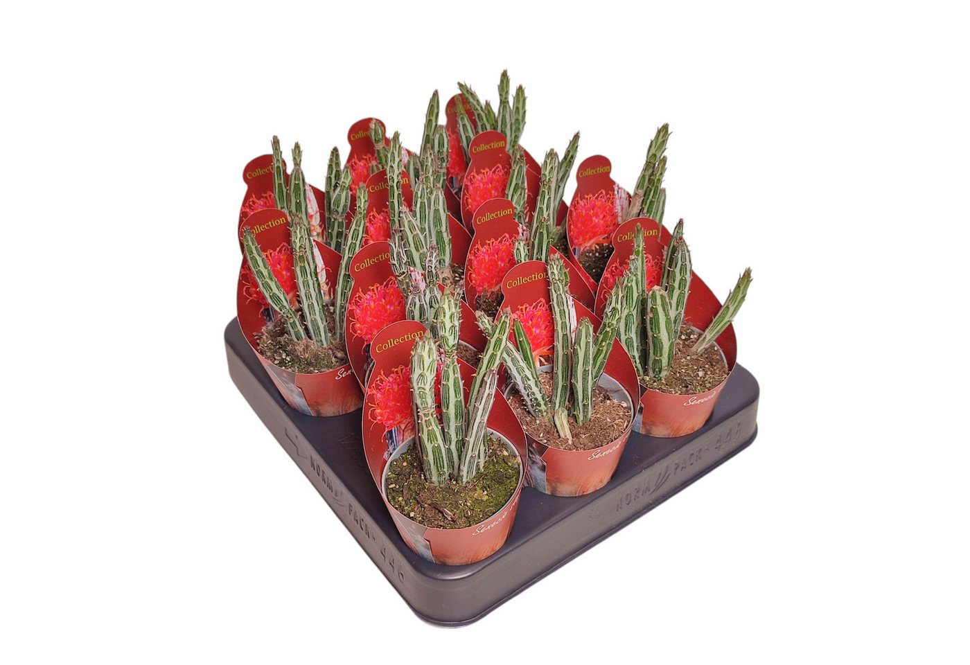 Exotenherz Kaktus Senecio stapeliformis Zuckerstangen-Sukkulente Rarität 6,5cm Topf