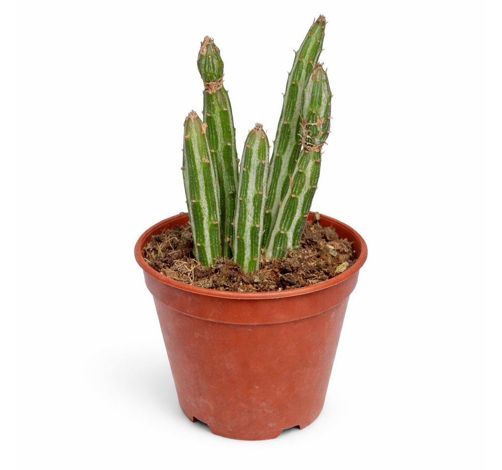 Exotenherz Kaktus Senecio stapeliformis Zuckerstangen-Sukkulente Rarität 6,5cm Topf Bild 3