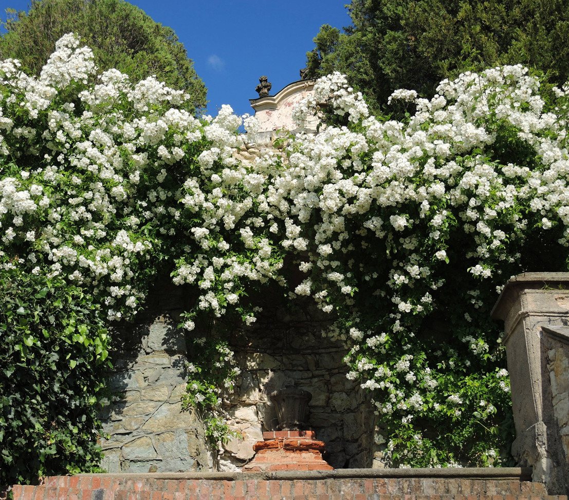 Dehner Rose Kletterrose Uetersener Klosterrose®, weiße Blüten, gefüllt und zart duftend, Züchter Tantau