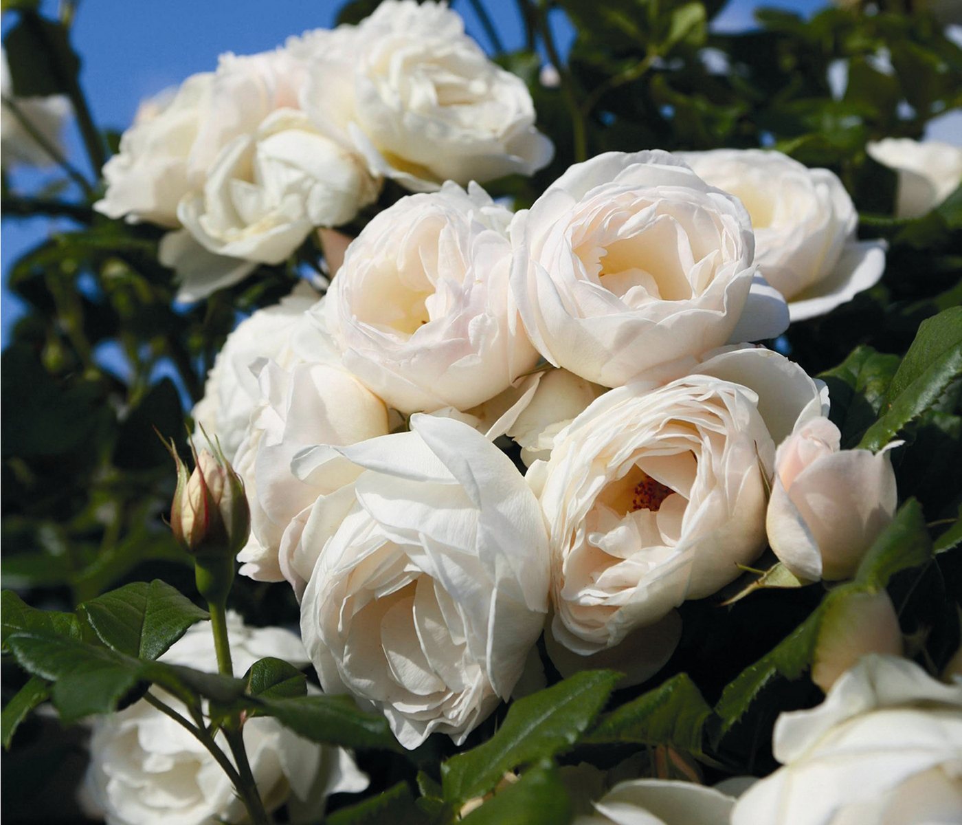 Dehner Rose Kletterrose Uetersener Klosterrose®, weiße Blüten, gefüllt und zart duftend, Züchter Tantau Bild 2