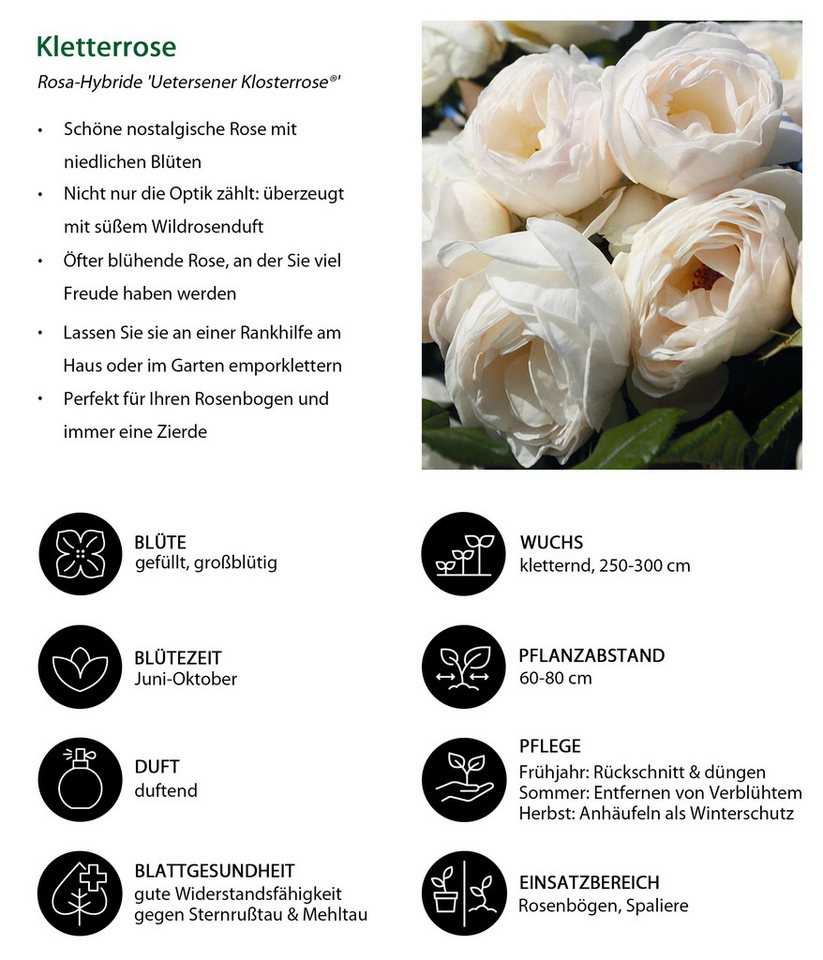 Dehner Rose Kletterrose Uetersener Klosterrose®, weiße Blüten, gefüllt und zart duftend, Züchter Tantau Bild 3