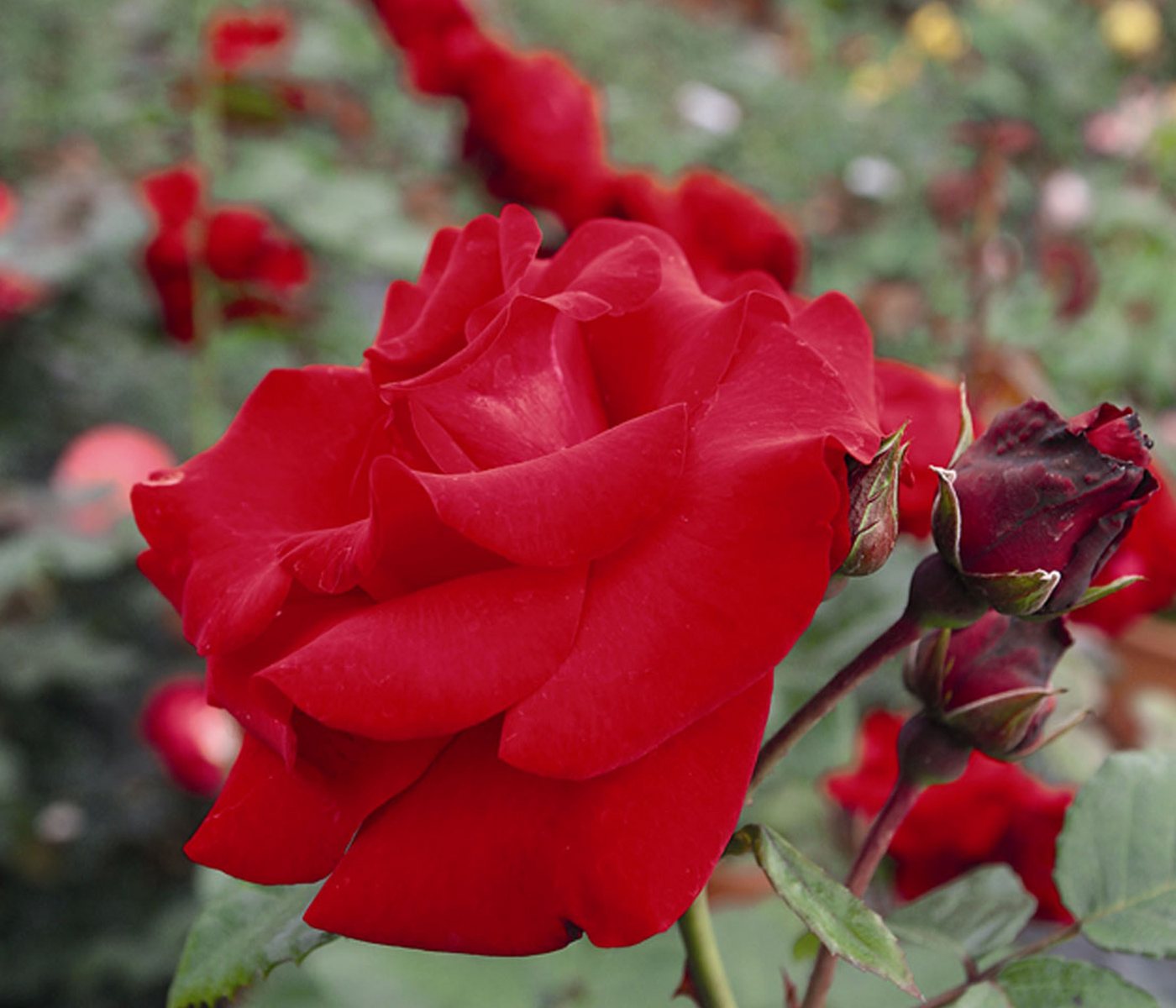Dehner Rose Kletterrose Santana®, rote Blüten, gefüllt/duftend, Blüten gefüllt und duftend, Züchter Tantau