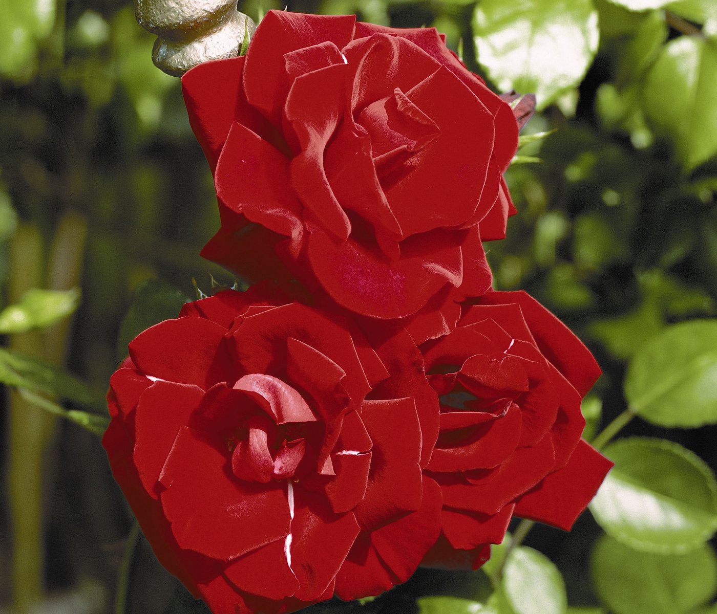 Dehner Rose Kletterrose Santana®, rote Blüten, gefüllt/duftend, Blüten gefüllt und duftend, Züchter Tantau Bild 2