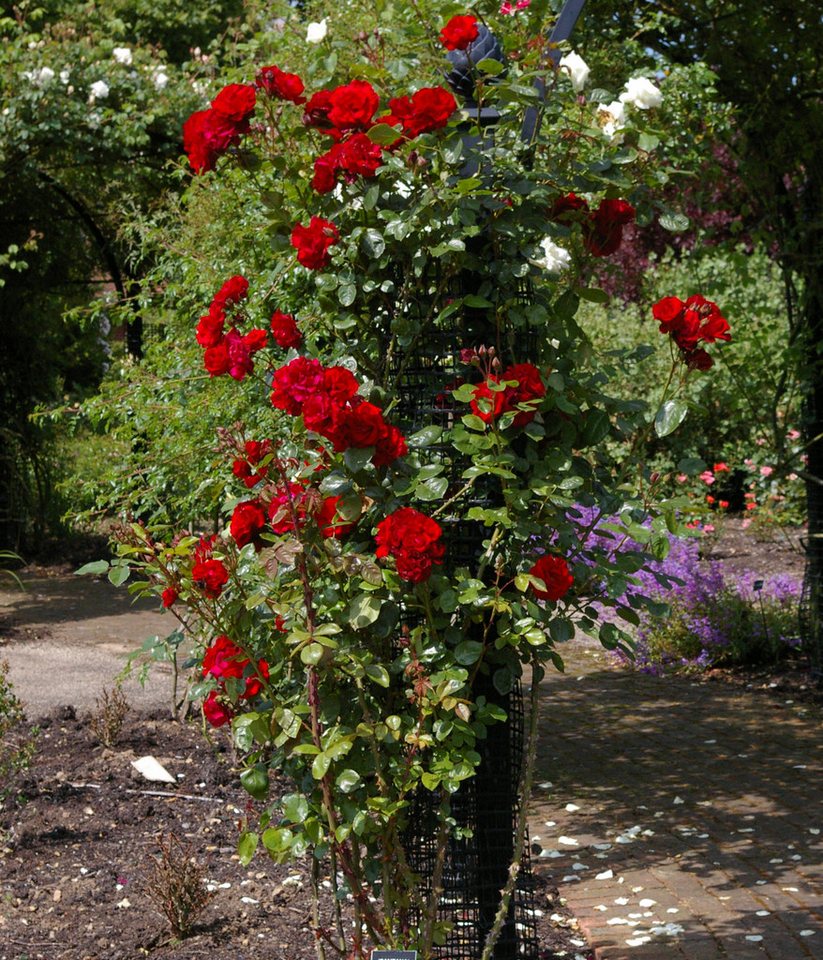 Dehner Rose Kletterrose Santana®, rote Blüten, gefüllt/duftend, Blüten gefüllt und duftend, Züchter Tantau Bild 3