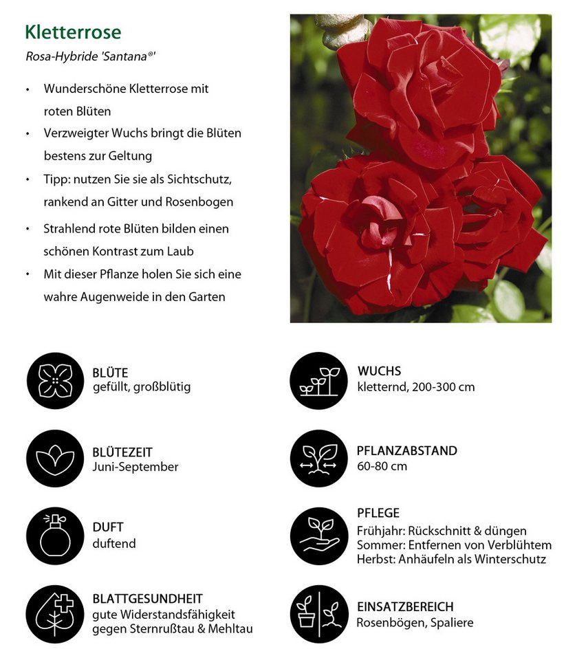 Dehner Rose Kletterrose Santana®, rote Blüten, gefüllt/duftend, Blüten gefüllt und duftend, Züchter Tantau Bild 4