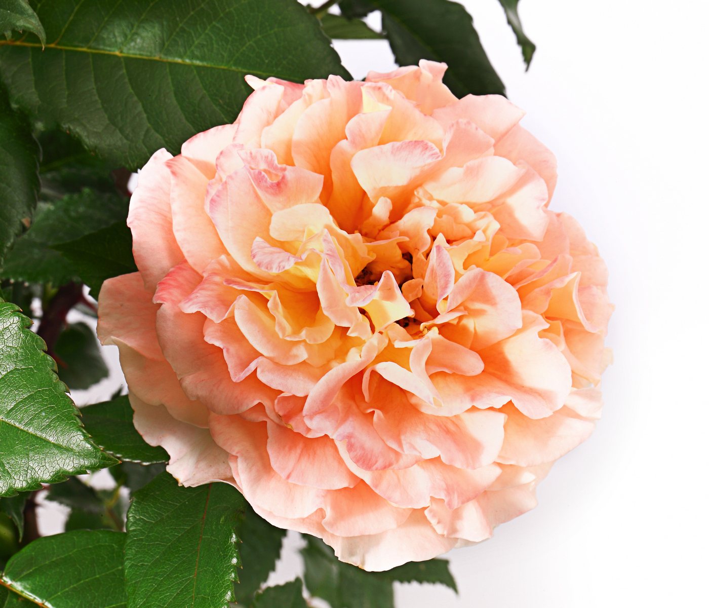 Dehner Rose Edelrose Augusta Luise®, apricot-farbene Blüten, gefüllte und duftende Blüten, Züchter Tantau