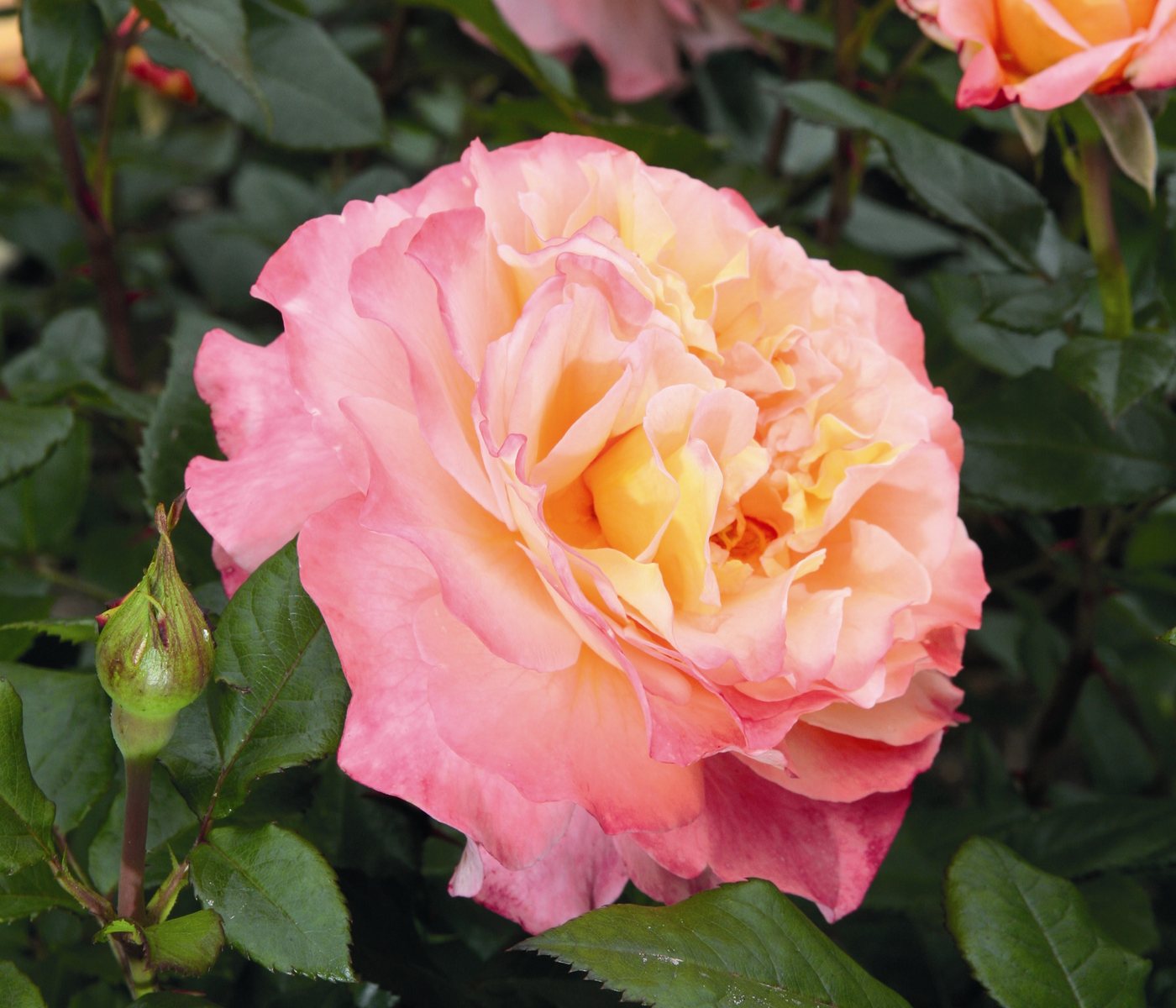 Dehner Rose Edelrose Augusta Luise®, apricot-farbene Blüten, gefüllte und duftende Blüten, Züchter Tantau Bild 2
