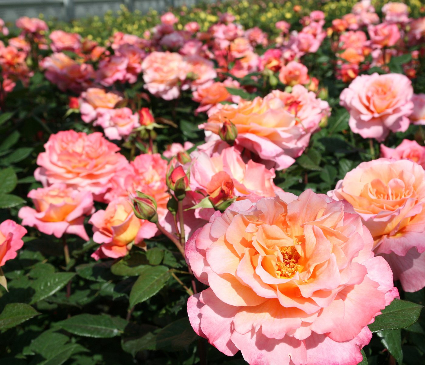 Dehner Rose Edelrose Augusta Luise®, apricot-farbene Blüten, gefüllte und duftende Blüten, Züchter Tantau Bild 4