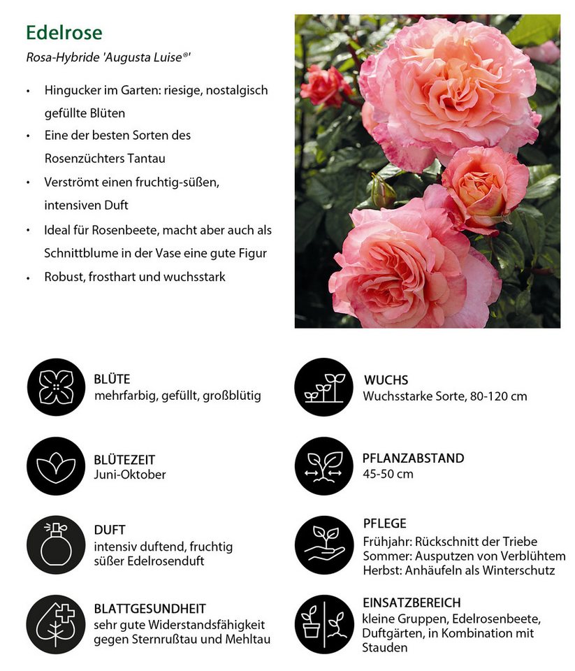 Dehner Rose Edelrose Augusta Luise®, apricot-farbene Blüten, gefüllte und duftende Blüten, Züchter Tantau Bild 5