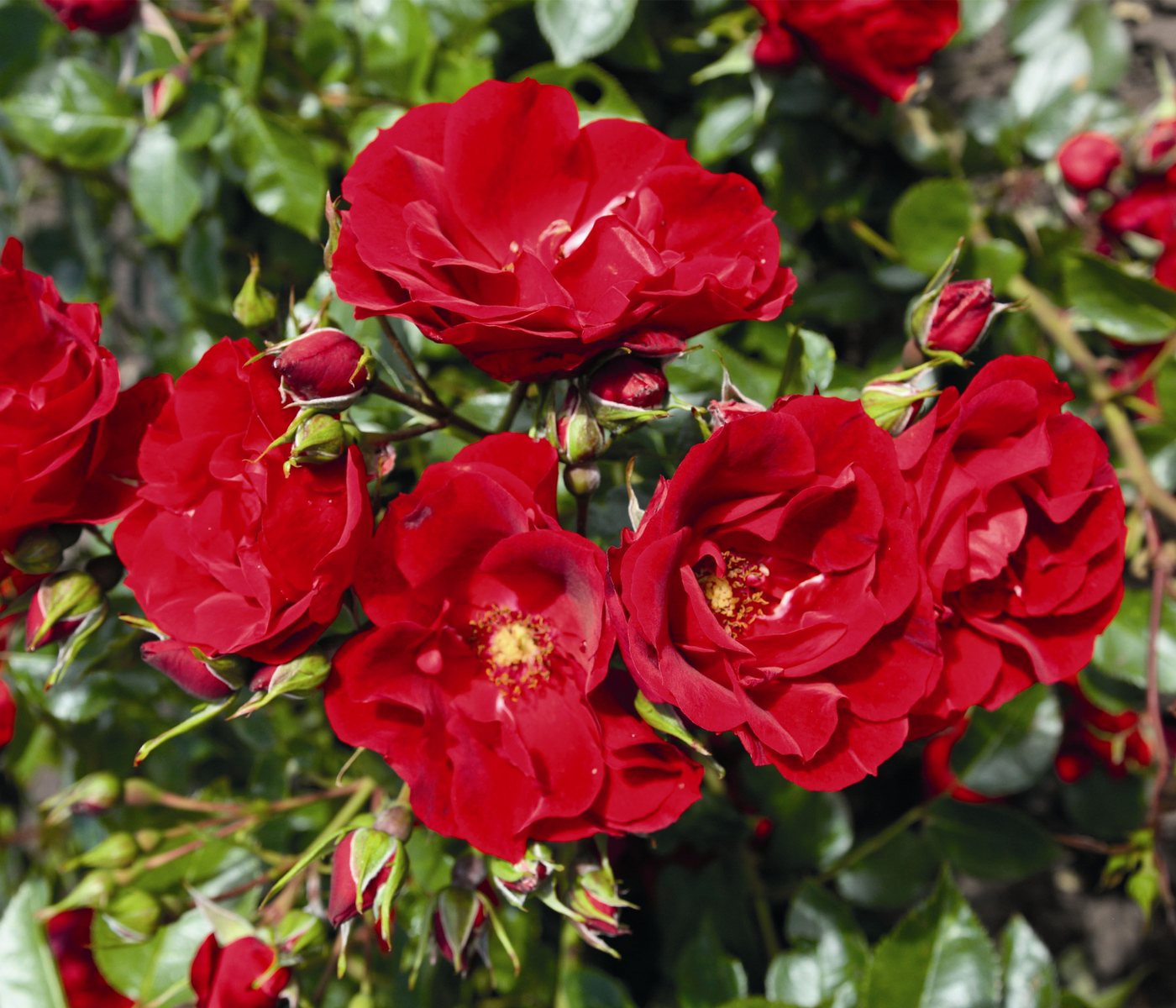 Dehner Rose Strauchrose Paprika®, schalenförmige rote Blüten, nicht duftend, Züchter Tantau