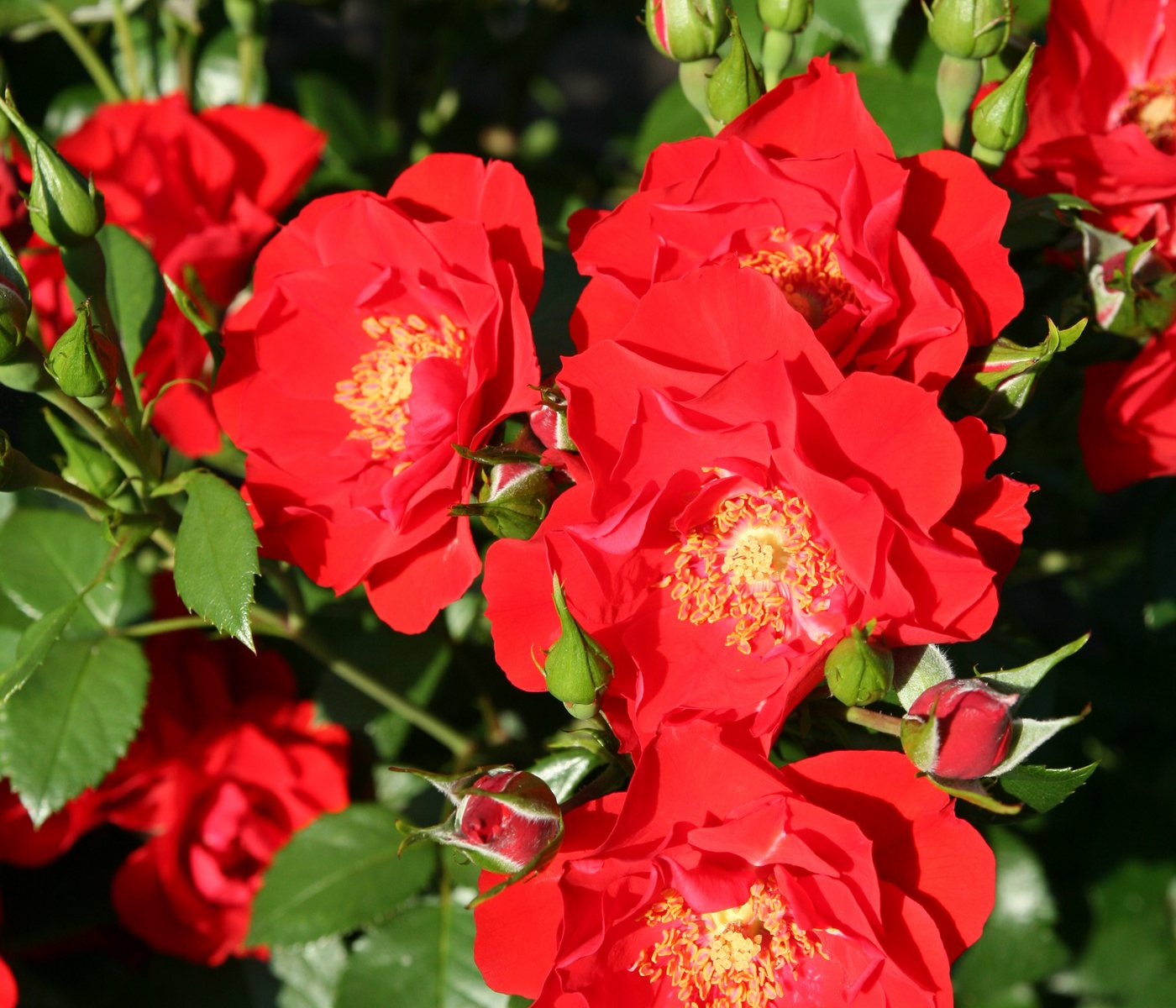 Dehner Rose Strauchrose Paprika®, schalenförmige rote Blüten, nicht duftend, Züchter Tantau Bild 2