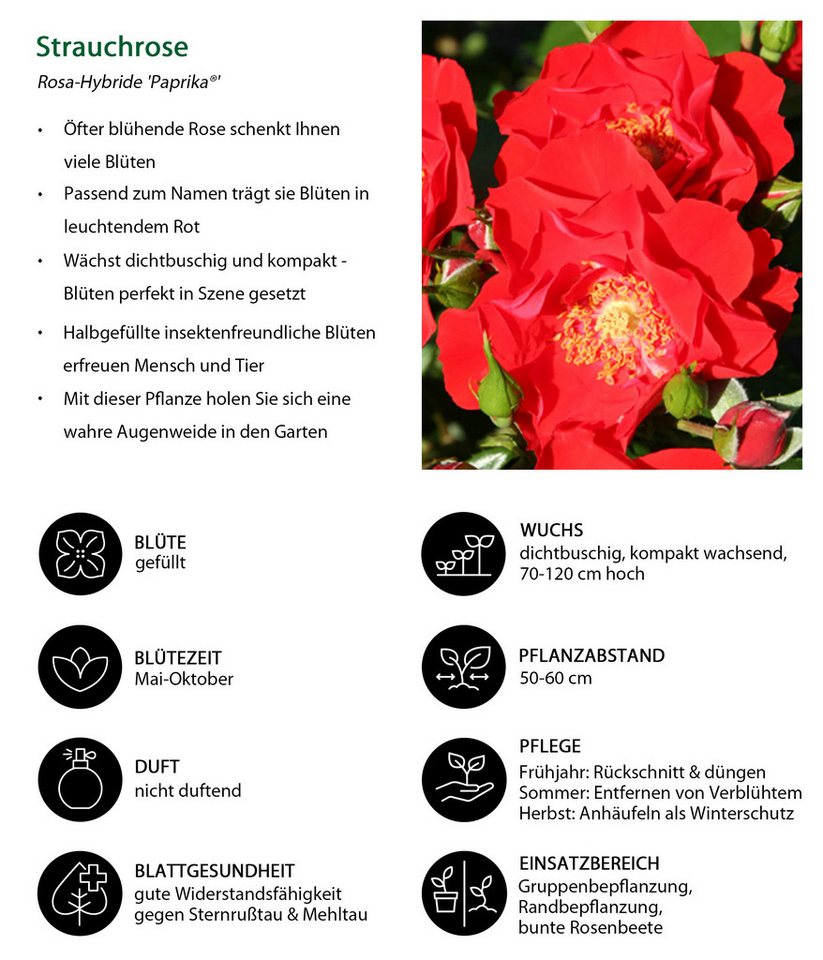 Dehner Rose Strauchrose Paprika®, schalenförmige rote Blüten, nicht duftend, Züchter Tantau Bild 3