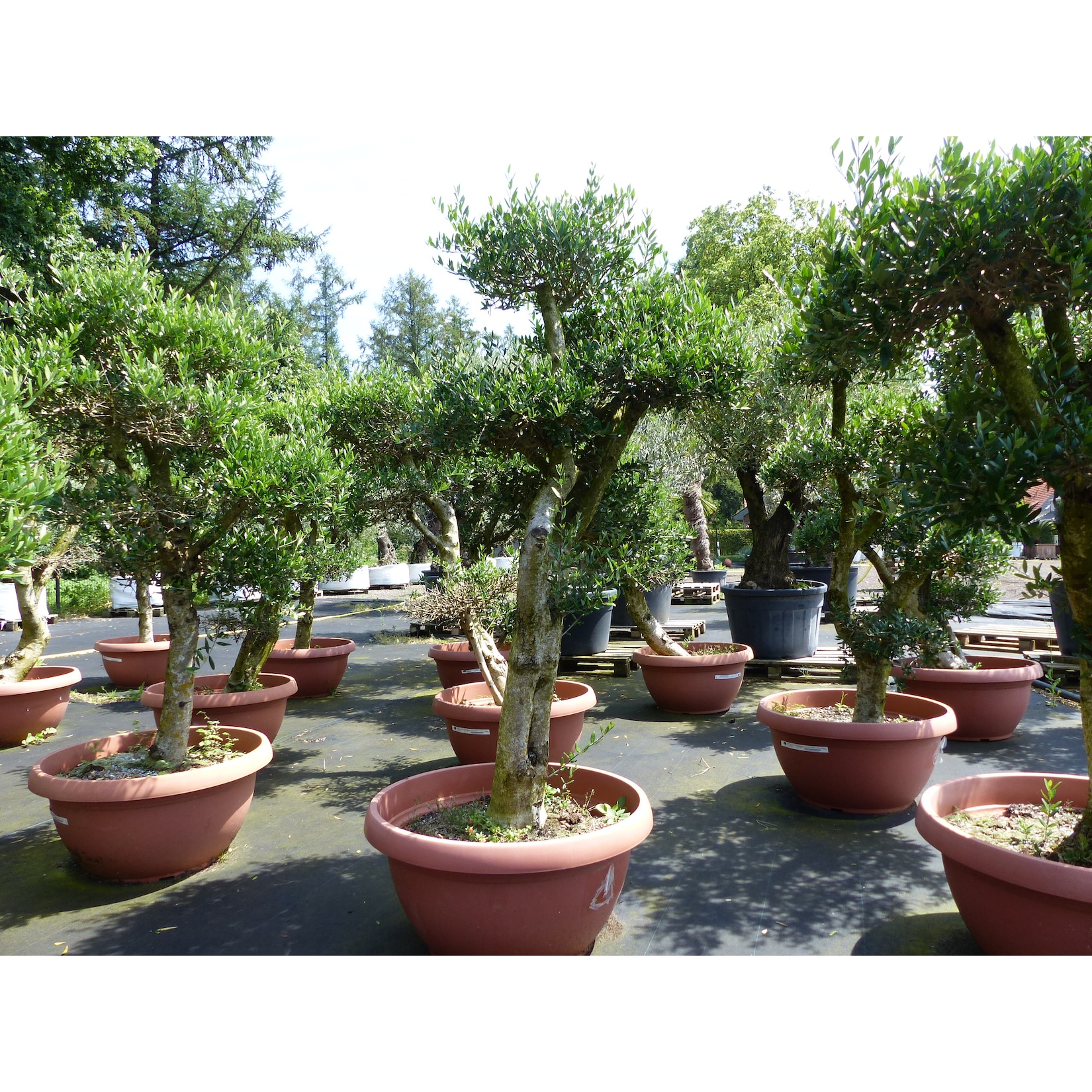 Angebot Olive Olivenbaum Pon Pon 160-190cm in 90L-Schale 5 - 7 Pon Pon Bonsai Formgehölz, winterhart